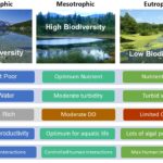 How Intermediate Disturbance Maximizes Biodiversity