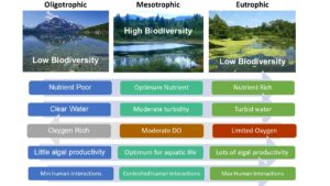 How Intermediate Disturbance Maximizes Biodiversity