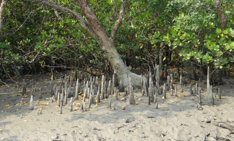 Mangroves are real superheroes of the environment