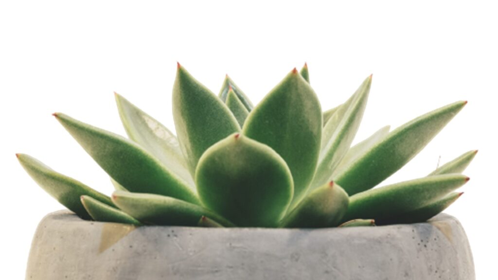 Agave (Agave spp.)
10 CAM Plants are Highly Effective