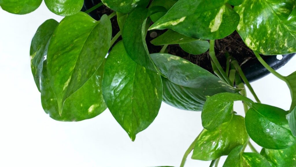 Golden Pothos (Epipremnum aureum)