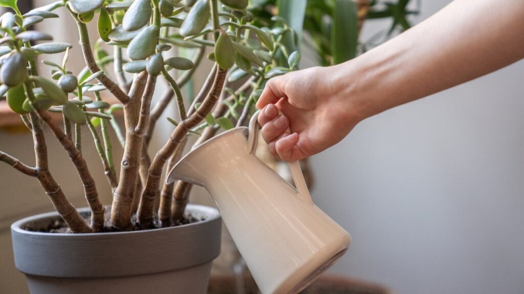 Jade Plant (Crassula ovata)