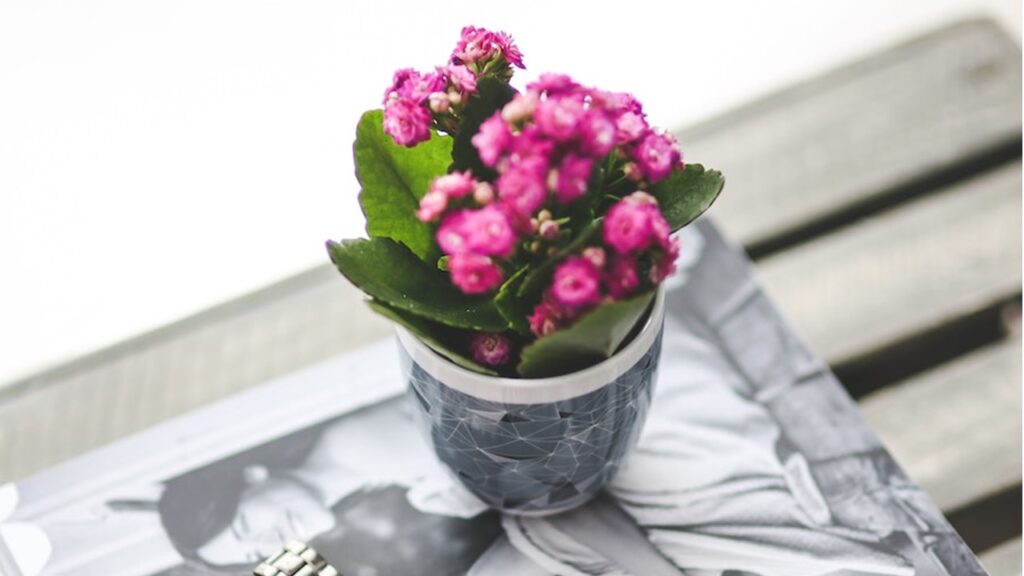 Kalanchoe (Kalanchoe blossfeldiana)
10 CAM Plants are Highly Effective