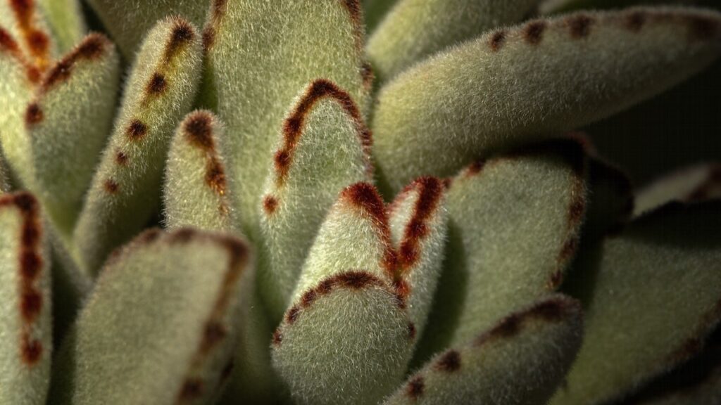 Panda Plant (Kalanchoe tomentosa)
10 CAM Plants are Highly Effective