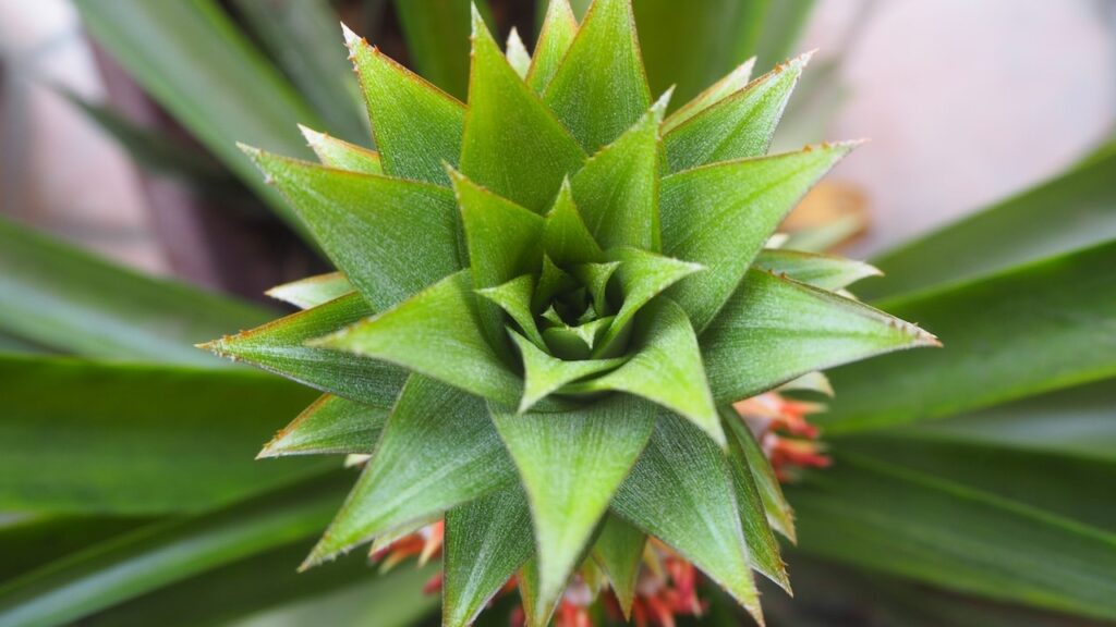 Pineapple (Ananas comosus)
10 CAM Plants are Highly Effective