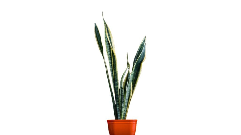 Snake Plant (Sansevieria trifasciata)