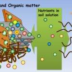 Inorganic and organic components of soils