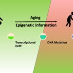 Epigenetic Changes and Slow Down Ageing