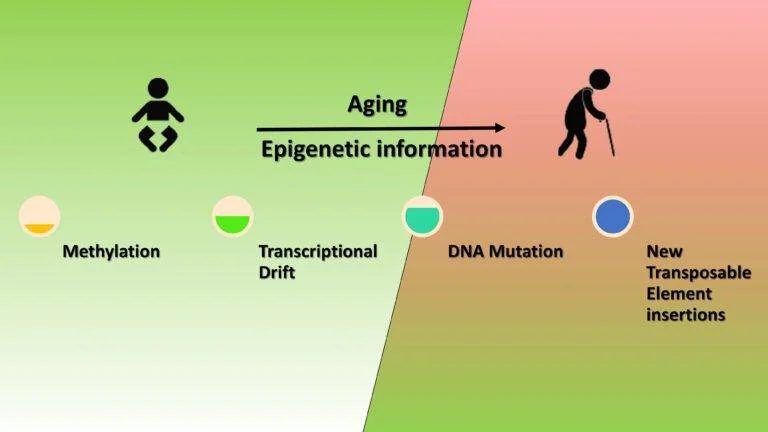 Epigenetic Changes and Slow Down Ageing