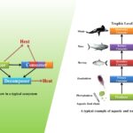 Ecosystem Structure and Functions