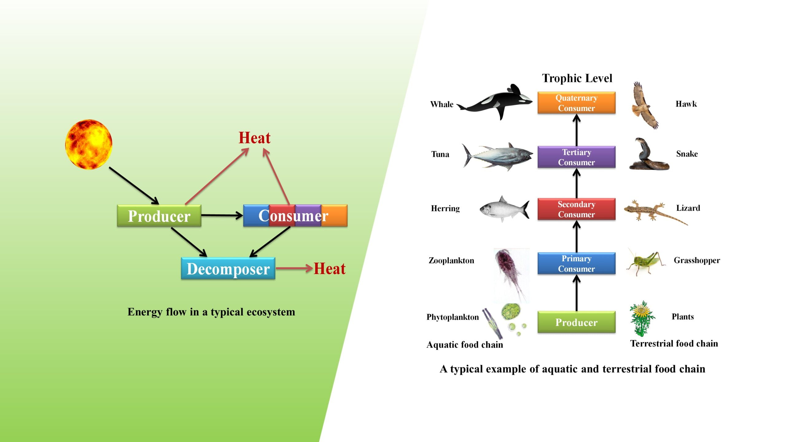Ecosystem Structure and Functions
