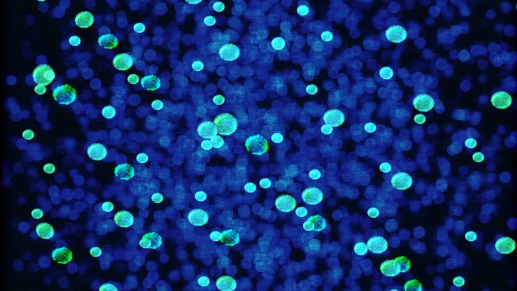 Origin of life and speciation