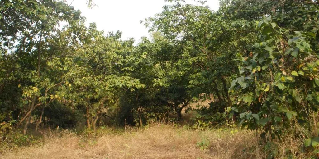 National Environmental Policy of India