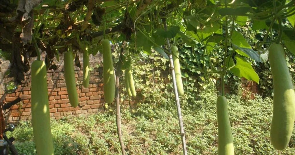 Environmental Statistics and Sampling Theory