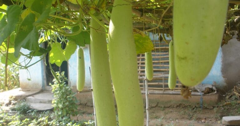 Models of Population Growth and Interactions