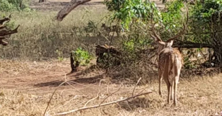 Forest Conservation and Wildlife Conservation Projects