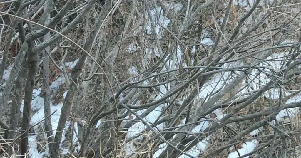 International Efforts for Environmental Protection