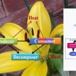 Bioenergetics and Energy Pathways