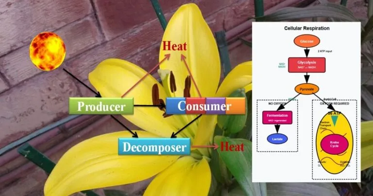 Bioenergetics and Energy Pathways