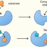 Enzyme Kinetics and Catalysis Basics