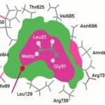Molecular Stabilising Forces of Biomolecules