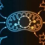 Carbohydrate and Lipid Metabolism