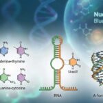 Nucleic Acids Structure and Conformation