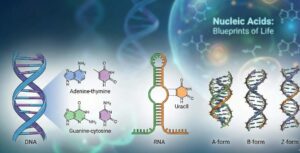 Nucleic Acids Structure and Conformation