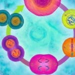 Cell Division and Cell Cycle