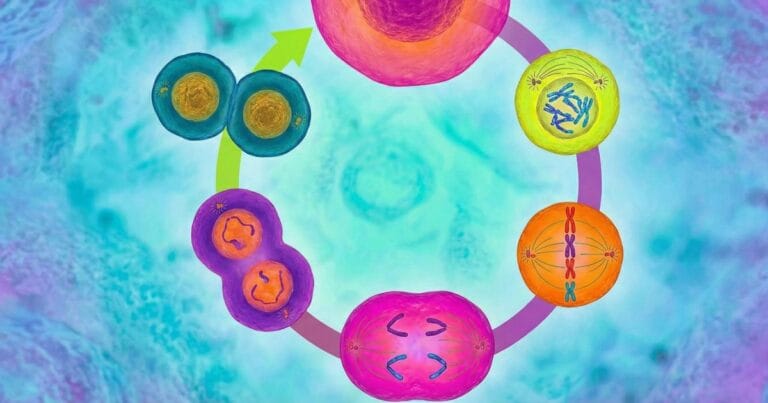 Cell Division and Cell Cycle