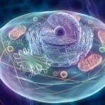 Organisation and Function of Intracellular Organelles