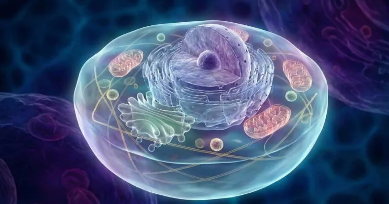 Organisation and Function of Intracellular Organelles