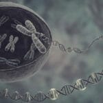 Organisation of Genes and Chromosomes