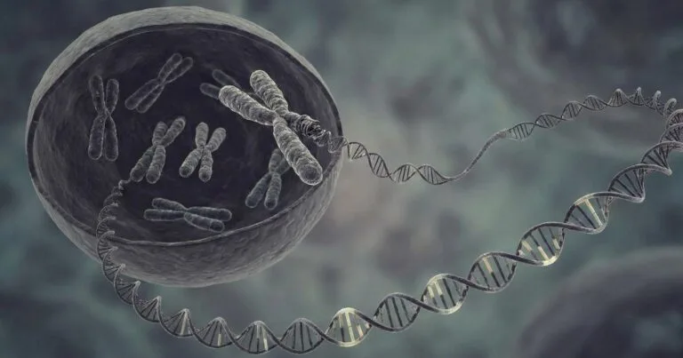 Organisation of Genes and Chromosomes