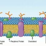 Cell Membrane Structure and Function