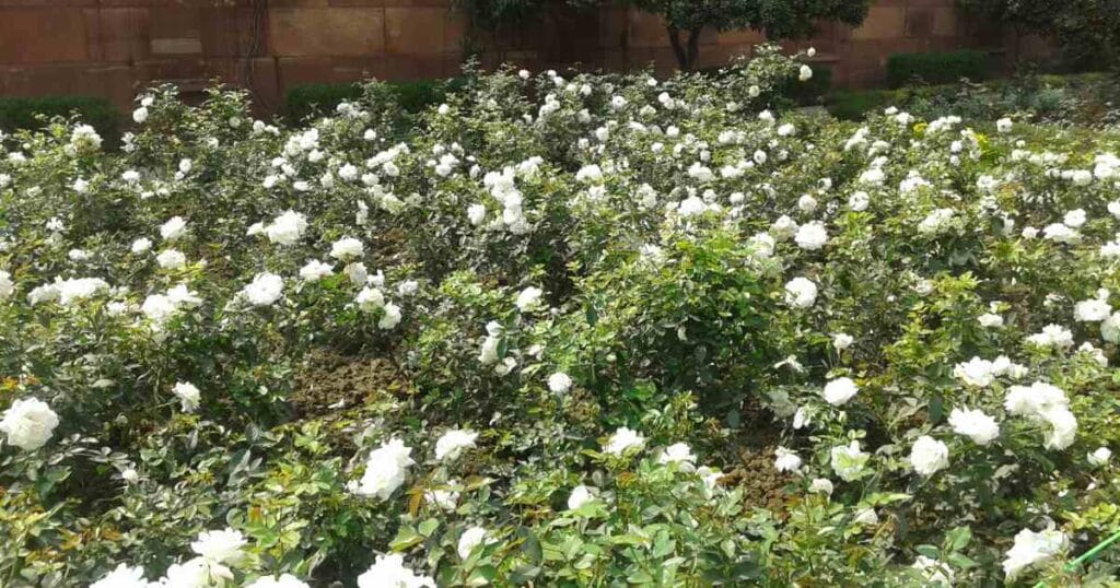 DNA Replication and Repair