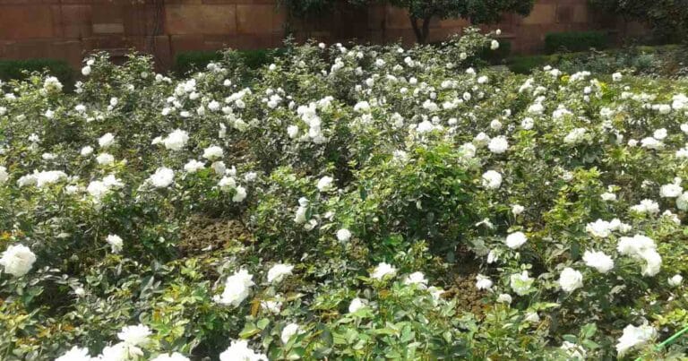 DNA Replication and Repair