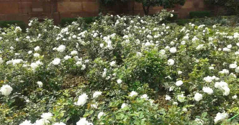 DNA Replication and Repair