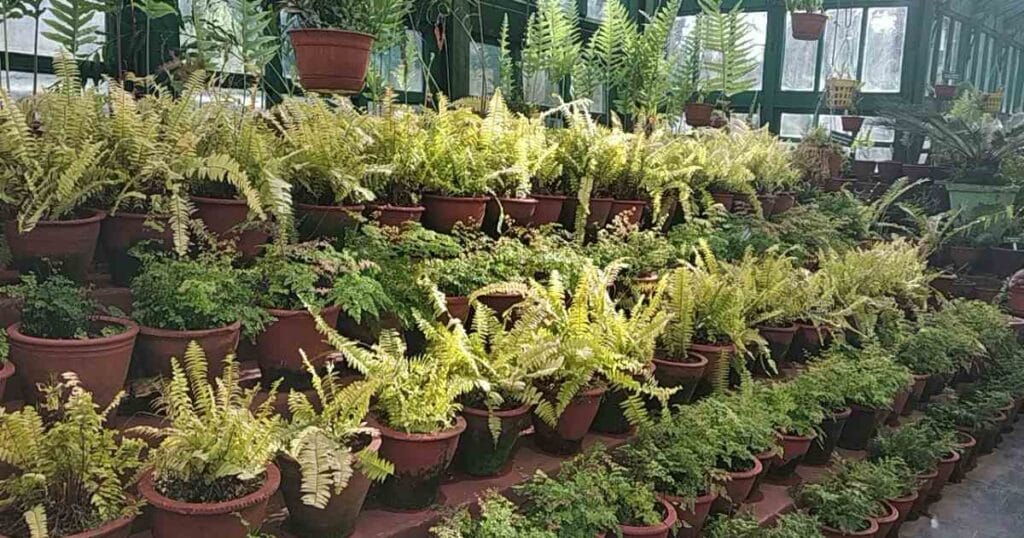 DNA Replicon and Recombination