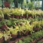 DNA Replicon and Recombination