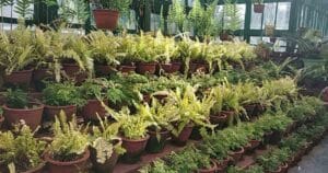 DNA Replicon and Recombination