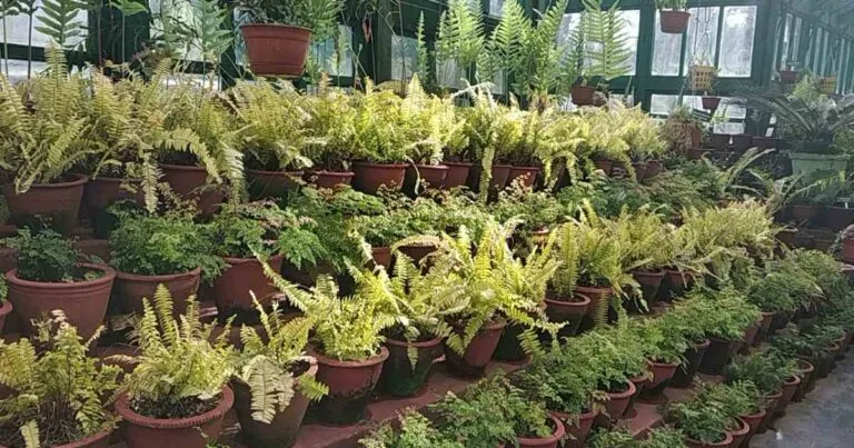 DNA Replicon and Recombination