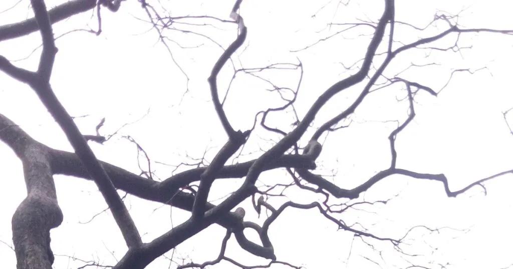 Control of Gene Expression