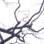 Control of Gene Expression