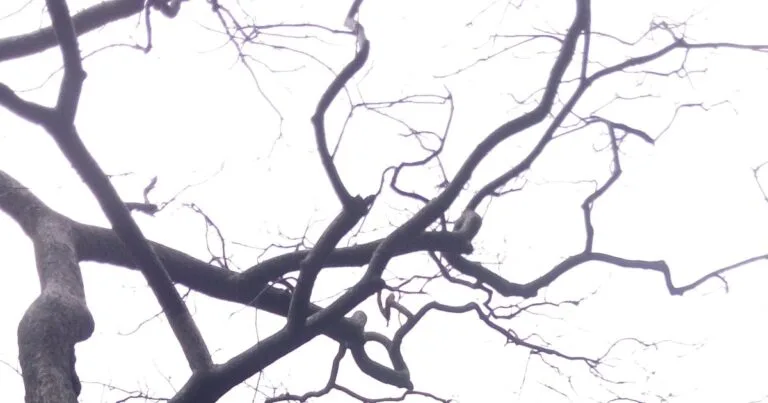 Control of Gene Expression