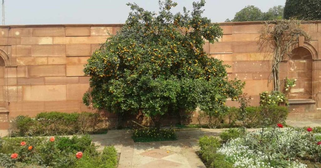 Endogenous PAEs Biosynthesis