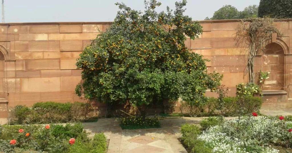 Endogenous PAEs Biosynthesis