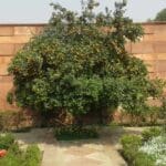 Endogenous PAEs Biosynthesis