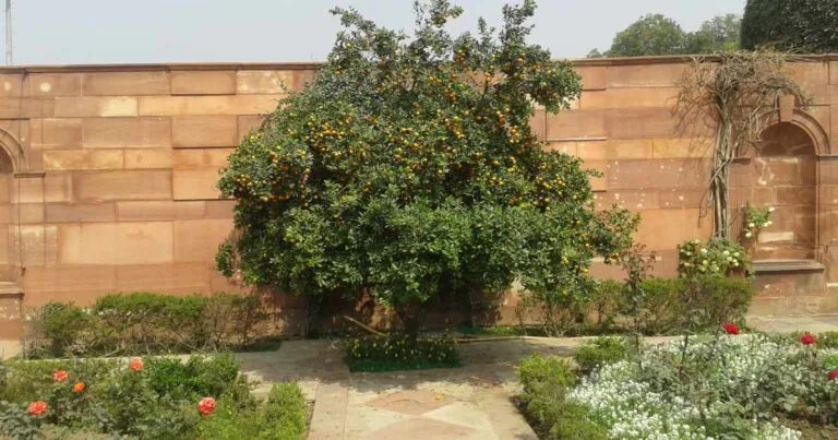 Endogenous PAEs Biosynthesis