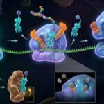 Protein Synthesis and Processing